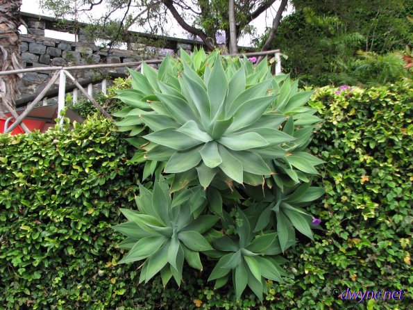 114 Camara De Lobos