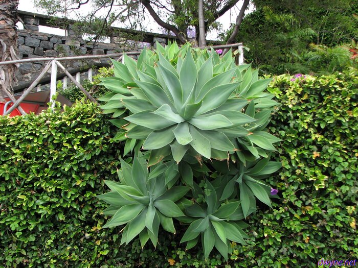 114 Camara De Lobos