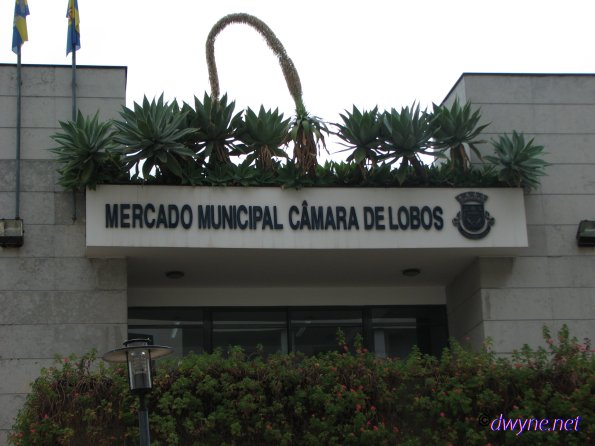 115 Camara De Lobos