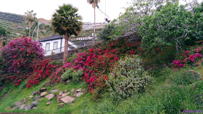 118 Camara De Lobos