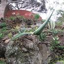 165 Jardim Botanico