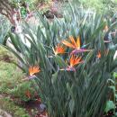 173 Jardim Botanico