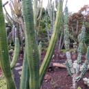 197 Jardim Botanico