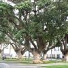 313 Ribeira Grande