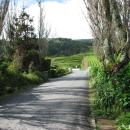 315 Gorreana (Tea) Plantation