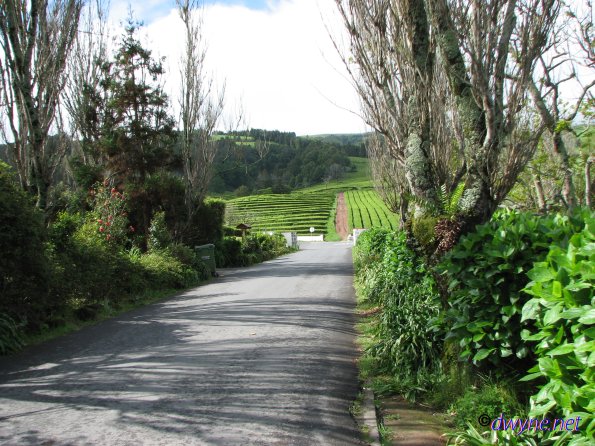 315 Gorreana Tea Plantation