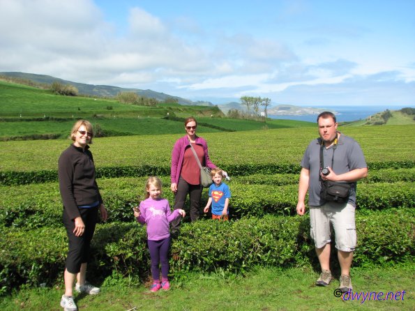 316 Gorreana Tea Plantation