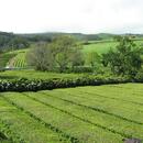 317 Gorreana (Tea) Plantation