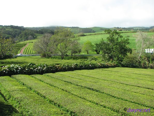 317 Gorreana Tea Plantation