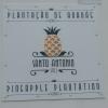 412 Plantacao de Ananas