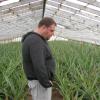 414 Plantacao de Ananas
