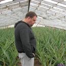 414 Plantacao de Ananas