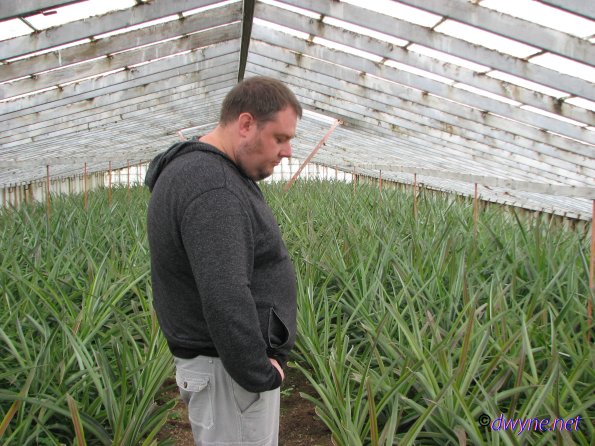 414 Plantacao de Ananas