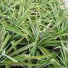 415 Plantacao de Ananas