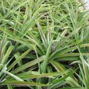 415 Plantacao de Ananas