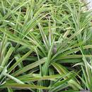 415 Plantacao de Ananas