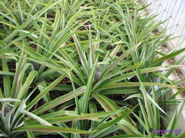 415 Plantacao de Ananas