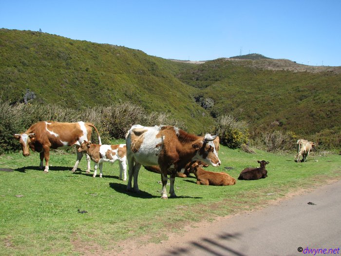 265-Madeira-2018