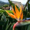 314-Madeira-2018