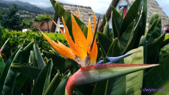 314-Madeira-2018
