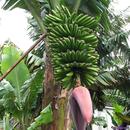 Arco_Da_Calheta_Banana_Plantation